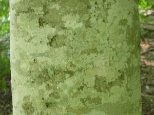 American beech bark