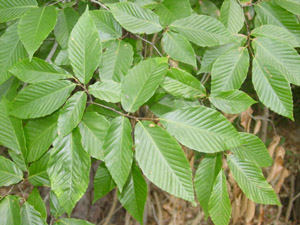 American beech nuts on branch