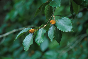 American beech leaves