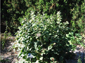 Dwarf Fothergilla in the landscape