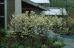 Dwarf Fothergilla in the landscape