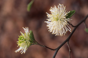 Dwarf Fothergilla flowers