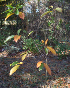 Carolina buckthorn, fall color