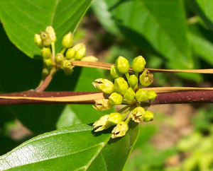 Carolina buckthorn buds