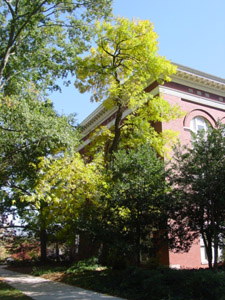 Green ash tree in landscape