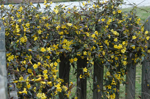 Carolina Yellow Jessamine in the landscape
