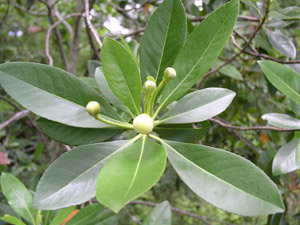 Loblolly Bay buds and leaves