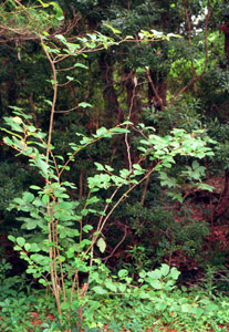 Common Witchhazel in the landscape