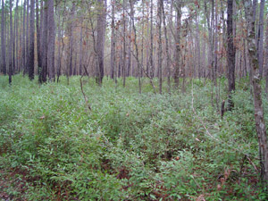Gallberry or Inkberry in landscape