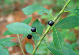 Gallberry or Inkberry berries