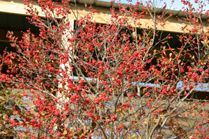 Winterberry berries