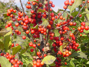 Winterberry berries