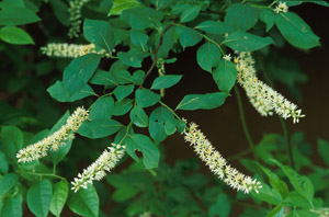 Virginia Sweetspire flowers and leaves