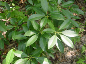 Mountain Laurel leaves