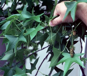 Sweetgum green leaves on branch