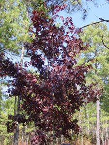 Sweetgum, fall color