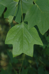 Tulip poplar or Yellow poplar leaf