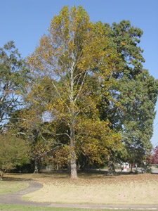 Tulip poplar or Yellow poplar tree in landscape