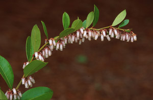 Fetterbush flowers and foliage