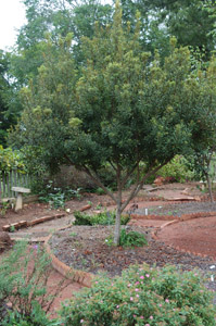 Southern Wax Myrtle tree in the garden