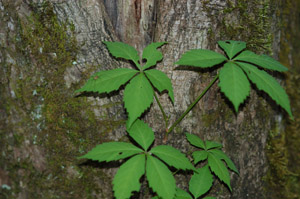Virginia Creeper leaves