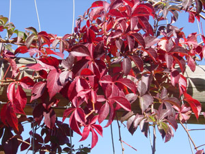 Virginia Creeper fall leaf color