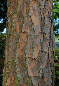 Slash pine bark