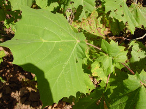 Sycamore leaves