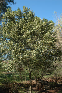Cherry laurel in landscape