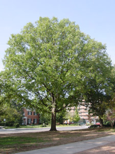 Scarlet oak tree in landscape
