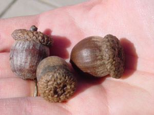 Northern red oak acorns