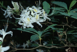 Alabama azalea flowers and foliage