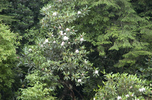 Sweet azalea in the landscape