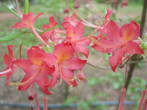 Oconee azalea flowers