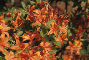 Oconee azalea flowers