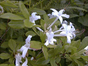 Swamp azalea flowers and foliage