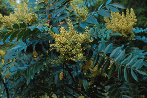 Winged sumac in bloom