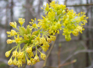 Sassafras blooms