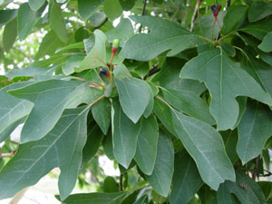 Sassafras leaves