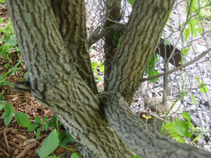 Sassafras bark