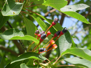 Sassafras fruits