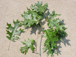 Scarlet oak leaves