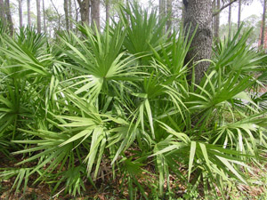 Saw palmetto in the landscape
