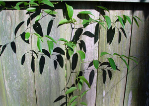 Lanceleaf Smilax, Sweet-Scented Smilax in the landscape