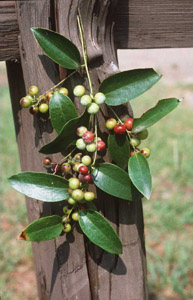 Lanceleaf Smilax, Sweet-Scented Smilax berries and leaves