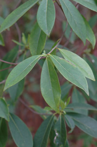 Horse-Sugar, Sweetleaf leaves