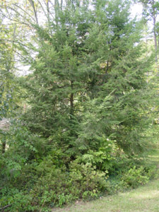 Eastern hemlock tree in forest