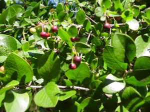 Sparkleberry red berries