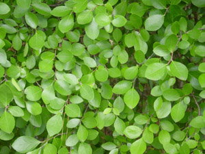 Sparkleberry foliage