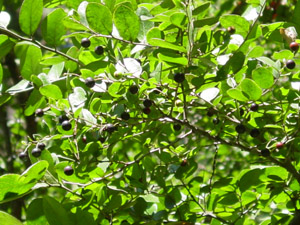 Sparkleberry black berries